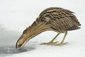 Botaurus Stellaris Drucke: Roerdomp, Eurasian Bittern, Botaurus stellaris