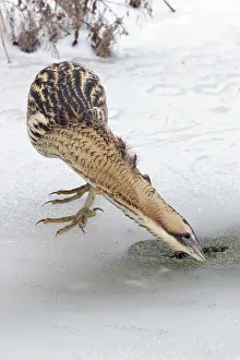 Botaurus Stellaris Drucke: Roerdomp, Eurasian Bittern, Botaurus stellaris