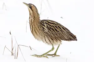 Botaurus Stellaris Drucke: Roerdomp, Eurasian Bittern, Botaurus stellaris