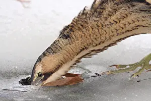Botaurus Stellaris Drucke: Roerdomp, Eurasian Bittern, Botaurus stellaris
