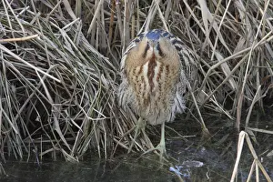 Botaurus Stellaris Drucke: Roerdomp, Eurasian Bittern, Botaurus stellaris