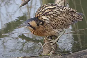 Eurasian Bittern Habitat Drucke: Roerdomp, Eurasian Bittern, Botaurus stellaris