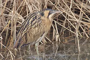 Botaurus Stellaris Habitat Drucke: Roerdomp, Eurasian Bittern, Botaurus stellaris
