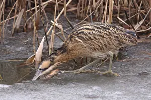 Botaurus Stellaris Drucke: Roerdomp, Eurasian Bittern, Botaurus stellaris