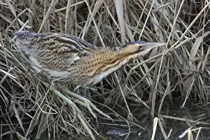 Botaurus Stellaris Drucke: Roerdomp, Eurasian Bittern, Botaurus stellaris