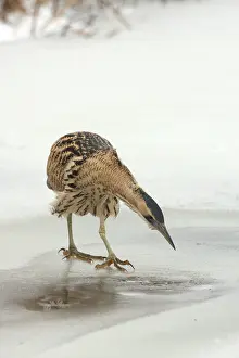 Botaurus Stellaris Drucke: Roerdomp, Eurasian Bittern, Botaurus stellaris