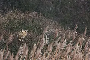 Botaurus Stellaris Drucke: Roerdomp, Eurasian Bittern, Botaurus stellaris