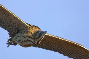 Eurasian Bittern In Flight Drucke: Roerdomp, Eurasian Bittern, Botaurus stellaris