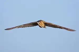 Roerdomp, Eurasian Bittern, Botaurus stellaris
