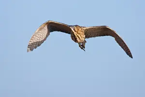 Roerdomp, Eurasian Bittern, Botaurus stellaris