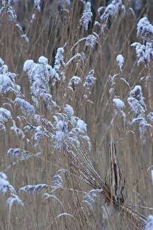 Botaurus Stellaris Drucke: Roerdomp, Eurasian Bittern, Botaurus stellaris