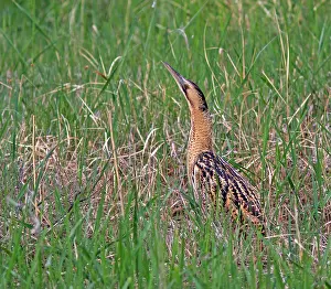 Botaurus Stellaris Drucke: Roerdomp, Eurasian Bittern, Botaurus stellaris