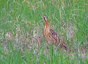 Botaurus Stellaris Drucke: Roerdomp, Eurasian Bittern, Botaurus stellaris