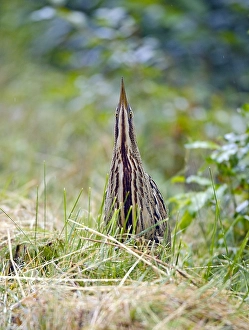 Bilder Datiert 20. Juli 2005: Roerdomp, Großer Brachvogel, Botaurus stellaris