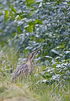 Botaurus Stellaris Habitat Drucke: Roerdomp, Great Bittern, Botaurus stellaris