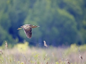 Bilder Datiert 2. Juni 2004: Roerdomp, Großer Brachvogel, Botaurus stellaris