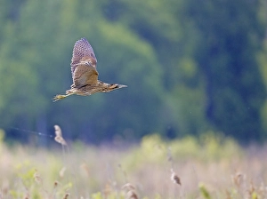 Bilder Datiert 2. Juni 2004: Roerdomp, Großer Brachvogel, Botaurus stellaris