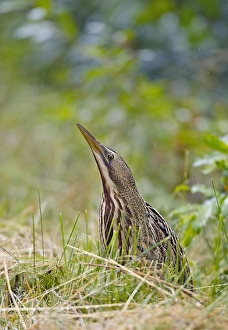 Bilder Datiert 20. Juli 2005: Roerdomp, Großer Brachvogel, Botaurus stellaris