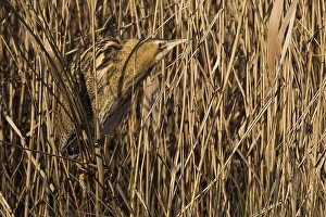 Bilder Datiert 26. Januar 2014: Roerdomp; Großer Brachvogel; Botaurus stellaris
