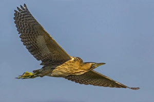 Botaurus Stellaris Images Drucke: Roerdomp; Great Bittern; Botaurus stellaris