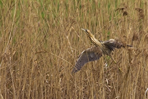 Botaurus Stellaris Habitat Drucke: Roerdomp; Great Bittern; Botaurus stellaris