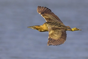 Great Bittern Drucke: Roerdomp; Great Bittern; Botaurus stellaris