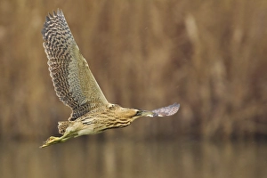 Botaurus Stellaris Images Drucke: Roerdomp; Great Bittern; Botaurus stellaris