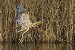 Botaurus Stellaris Drucke: Roerdomp Great Bittern; Botaurus stellaris