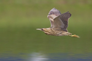 Botaurus Stellaris Drucke: Roerdomp; Great Bittern; Botaurus stellaris