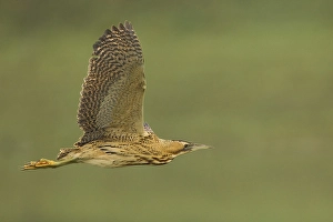 Botaurus Stellaris Drucke: Roerdomp; Great Bittern; Botaurus stellaris