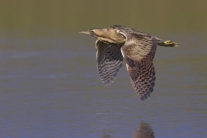 Botaurus Stellaris Drucke: Roerdomp; Great Bittern; Botaurus stellaris