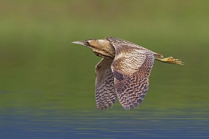 Botaurus Stellaris Drucke: Roerdomp; Great Bittern; Botaurus stellaris