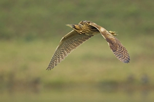 Botaurus Stellaris Drucke: Roerdomp; Great Bittern; Botaurus stellaris