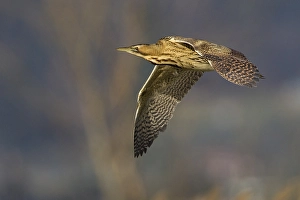 Botaurus Stellaris Drucke: Roerdomp; Great Bittern; Botaurus stellaris