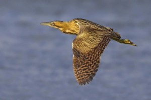 Botaurus Stellaris Drucke: Roerdomp; Great Bittern; Botaurus stellaris