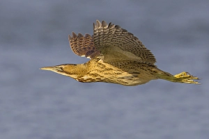 Botaurus Stellaris Drucke: Roerdomp; Great Bittern; Botaurus stellaris