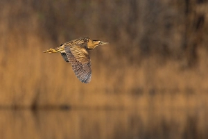 Bilder Datiert 19. Januar 2008: Roerdomp, Großer Brachvogel, Botaurus stellaris