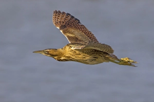 Botaurus Stellaris Drucke: Roerdomp; Great Bittern; Botaurus stellaris