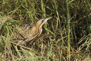 Botaurus Stellaris Drucke: Roerdomp, Great Bittern, Botaurus stellaris
