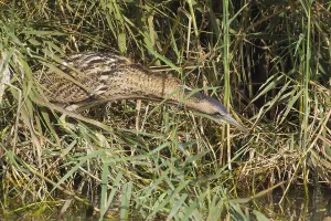 Botaurus Stellaris Drucke: Roerdomp, Great Bittern, Botaurus stellaris