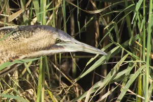 Botaurus Stellaris Habitat Drucke: Roerdomp, Great Bittern, Botaurus stellaris