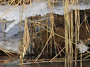 Botaurus Stellaris Habitat Drucke: Roerdomp, Great Bittern, Botaurus stellaris