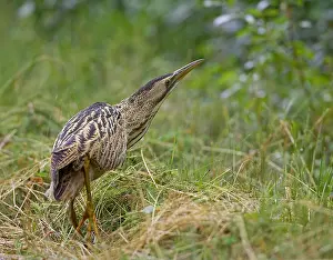 Botaurus Stellaris Drucke: Roerdomp, Great Bittern, Botaurus stellaris