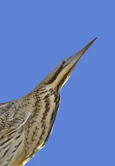 Botaurus Stellaris Habitat Drucke: Roerdomp, Great Bittern, Botaurus stellaris