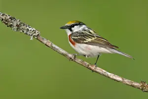 Roestflankzanger, Chestnut-sided Warbler, Setophaga pensylvanica