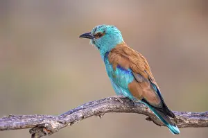 Roller; Coracias garrulus
