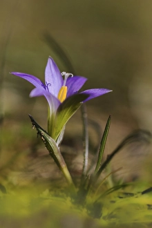 Romulea bulbocodium