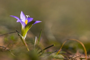 Extremadura Nature Photography Drucke: Romulea bulbocodium