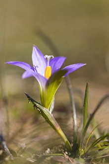 Springtime Garden Blooms Drucke: Romulea bulbocodium