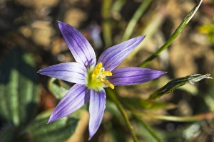 Europe Flowers Drucke: Romulea bulbocodium